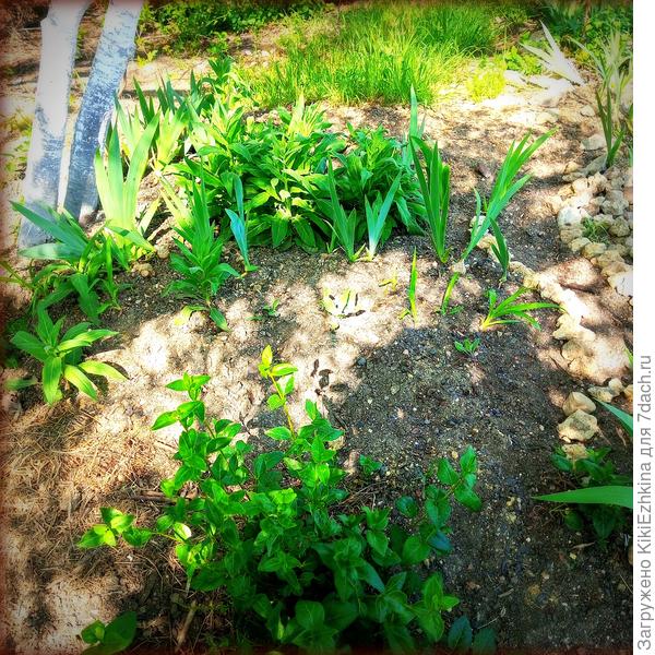 Цветничок под вишнями