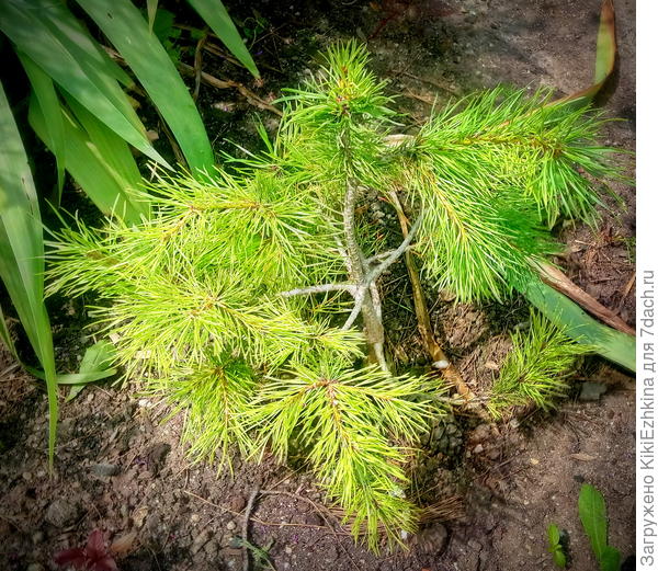 Кроме  торфа приходится ещё и  поливать иногда подкисляющими растворами...