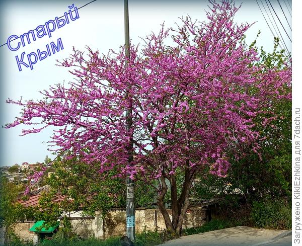 Все  склоны в центре города расцвечены  кустами Церциса...