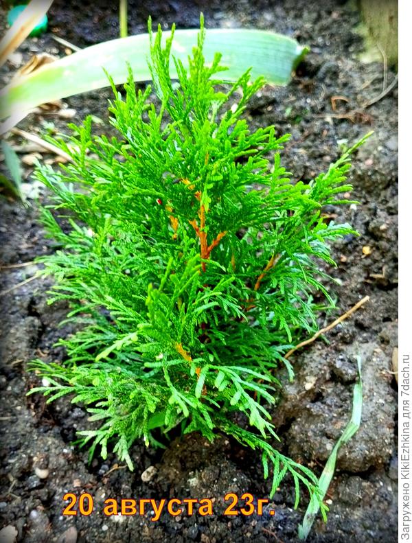 Кажется это другой сорт: более вихрастая  Туя... Первые  стоят как свечки...