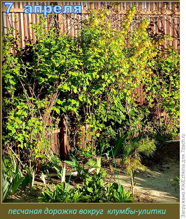 Цветёт Золотистая  смородина...