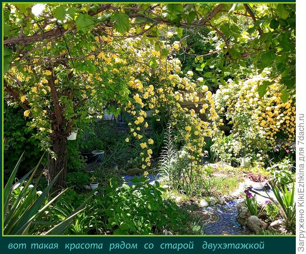 Как  я  могла не соблазниться  и не  завести у себя такой росточек?