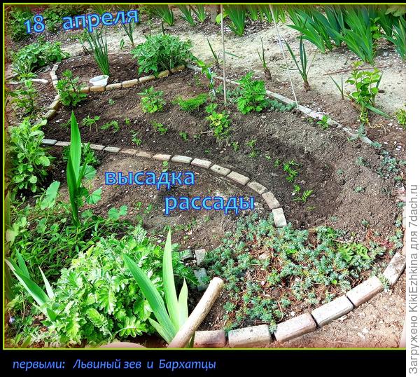 Часть  рассады  высадила за оградой- часть внутри сада...