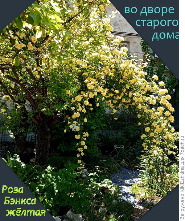 Там цветами занимается дама , живущая на 1 этаже...  Как  там всё просто и чудесно одновременно!