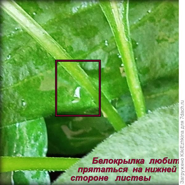 Увидела я их у себя недавно: откуда  взялись- не ясно!