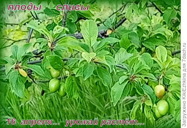 Сливовое дерево   на склоне  холма...