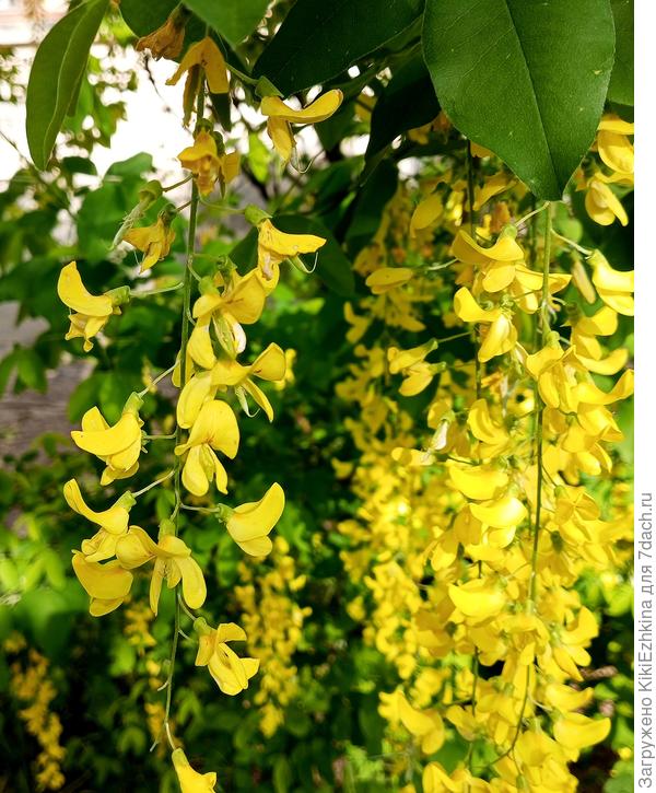 Очень похожа на Акацию, но я не уверена  что это и есть Акация...