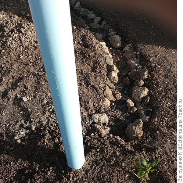 Вот к этому  столбику сзади него посадила: будет обвивать его. Как  поднимется к  знаку- разверну  стебли на соседний Клён американский...  Пусть там  вступает в  симбиоз!