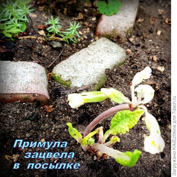 Второй кустик Примулы высадила в другой уголок "Малого Перчика"