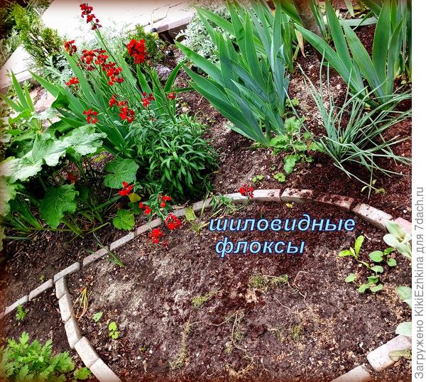 Нашлось центровое местечко для Шиловидных Флоксов...