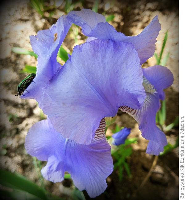 Очень  красивые и огромные по сравнению с моими Сиреневыми &quot;дворняжками&quot;