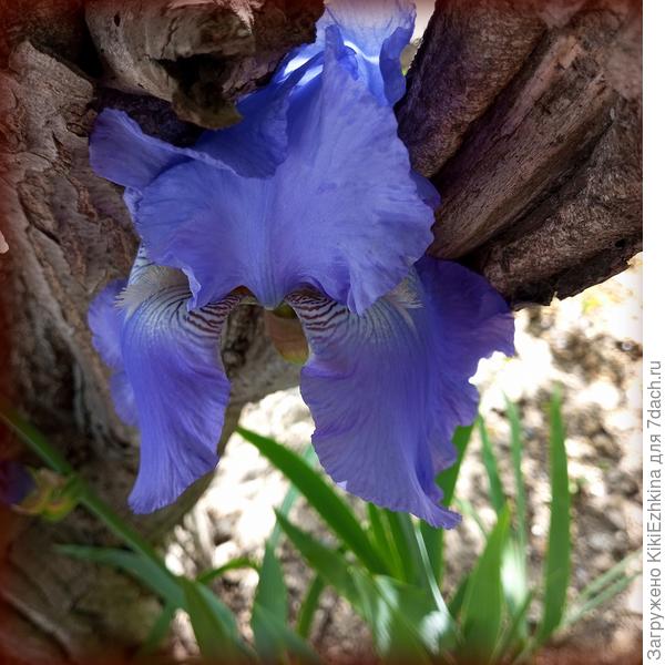 Очень  красивые, но, правда- высокорослые...