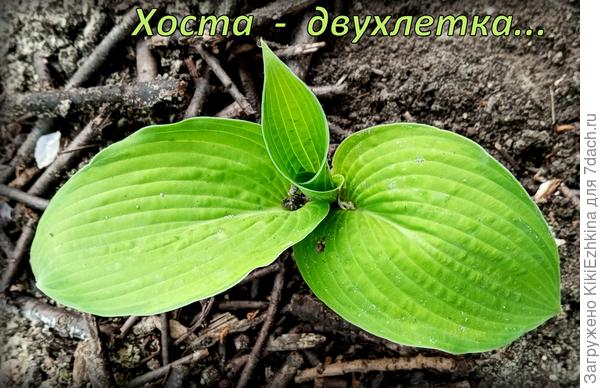 Эту  Хосту  подарила  Люба из Москвы (семидачница)...  С  миру  по нитке- моему саду &quot;рубашка&quot;!