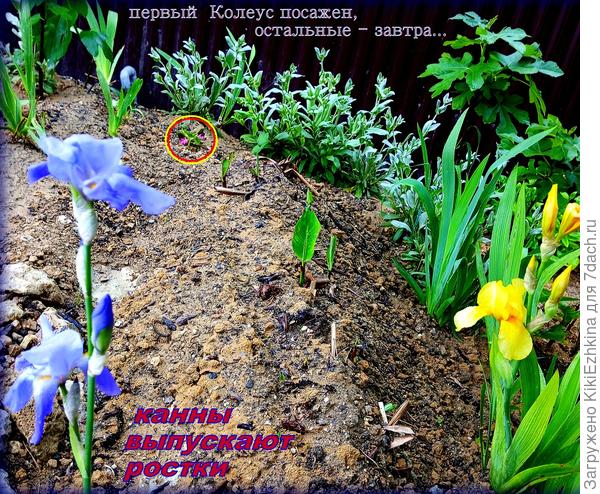 Рассаду  Колеусов  приношу  прямо в горшках и  делаю перевалку с комочком торфяного грунта в ямку из голой глины!