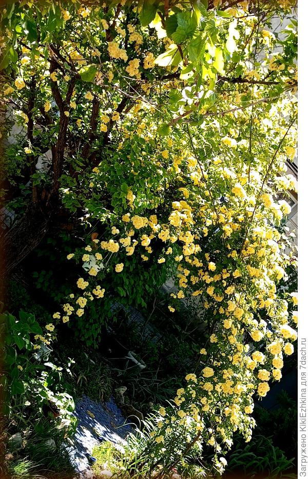 Правда она  нежно-жёлтого цвета...  Роза  Бэнкса...