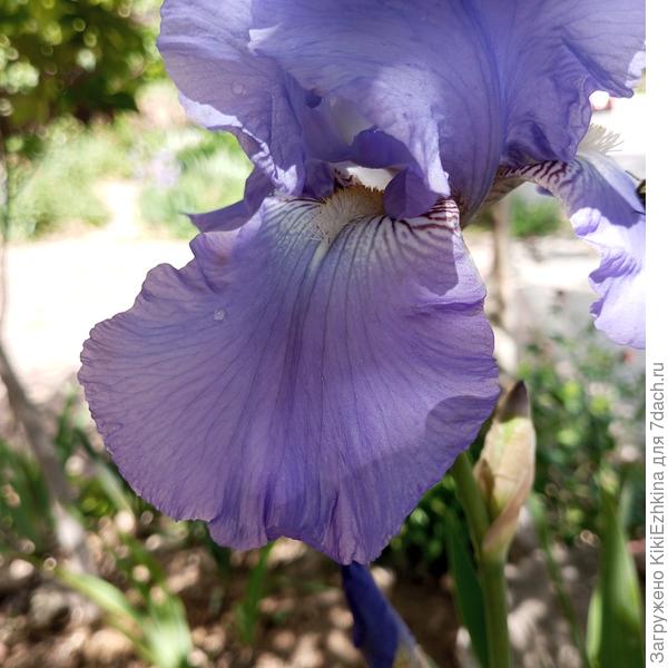 Вот такой задаренный Ирис (почти насильственно!) так красиво впервые зацвёл! Но по его окрасу никак не могу установить его точное название. Разлёт лепестков близится к 20 см!
