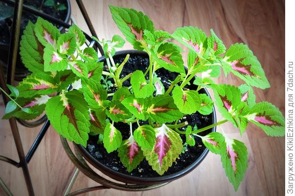 Освобождаю  все   комнатные  горшки,  в которых зимой  подрастали черенки Колеусов...