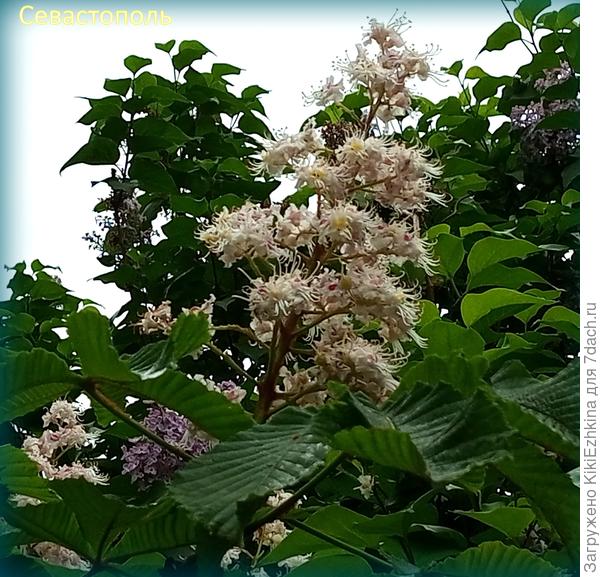 Каштаны на улицах Севастополя вошли в полное цветение!