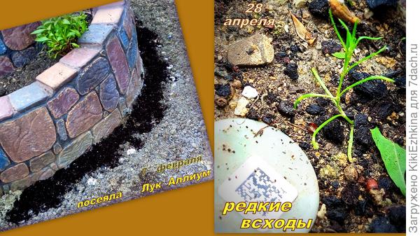 Является ли  росток  Луком Аллиум?