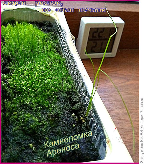 Первый день оставила контейнер без парникового пакета и вот чем это закончилось! - прополкой!