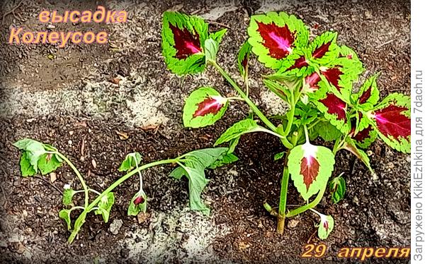 По-разному чувствуют себя соседние ростки Колеусов... Что посоветуете про обрезку?