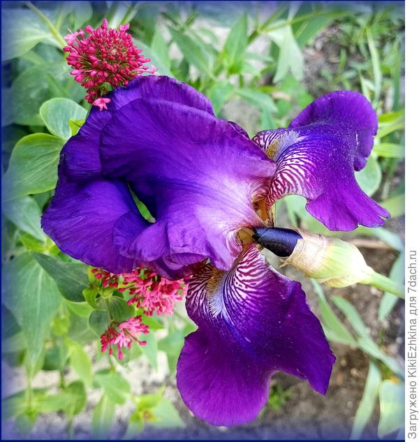 Всегда считала ,что именно этот цвет мой любимый, однако за мою сердечную склонность начал бороться голубой- подарочный ... Очень нежный окрас!