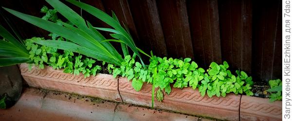 есть  три таких  пролёта. Самый  правый  почему-то не  засеялся!