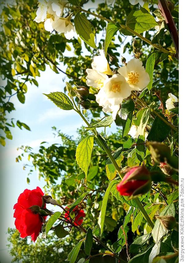 Вчера зацвела Плетистая роза по соседству с Чубушником....