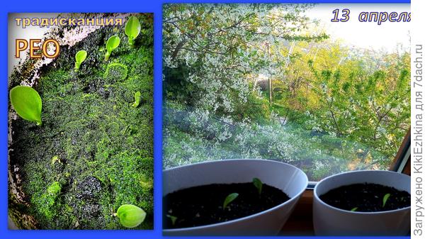 Рассадила - наблюдаю...