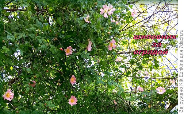 Цветение  к  великому празднику Пасхи!