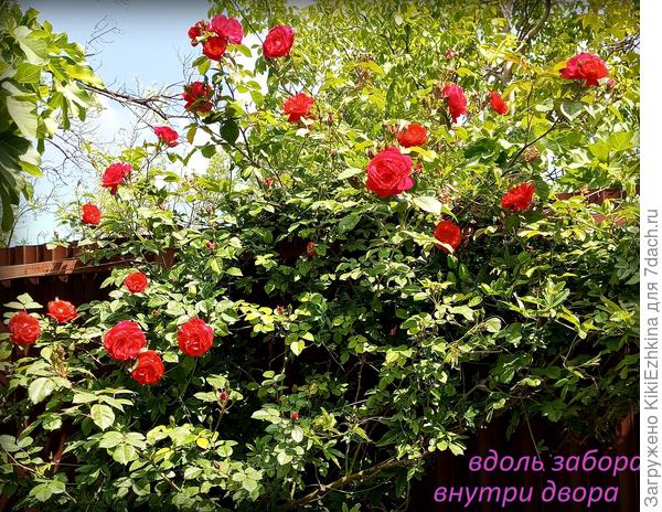 Сколько  я  стригла эту  лиану в нижней  части,  однако она  несмотря ни на что  всё-таки цветёт!