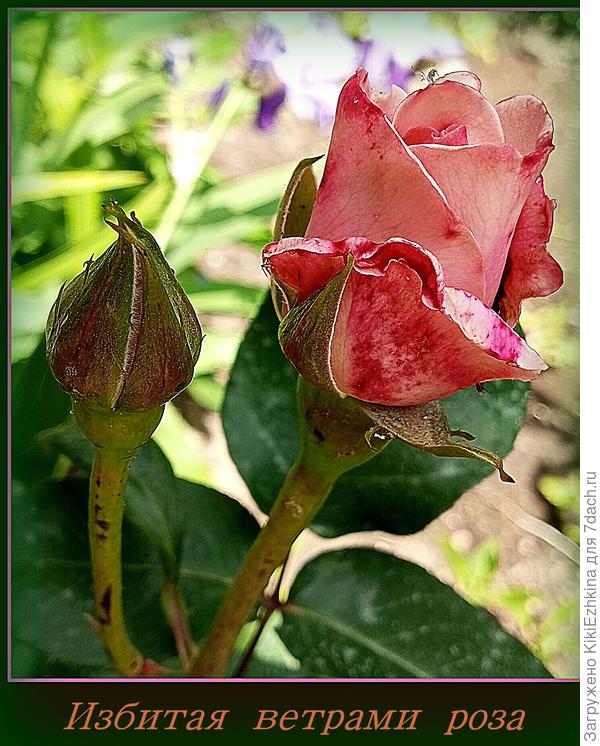 Тянется   всеми силами к  цветению, однако природа не   считается с мечтой Розы!