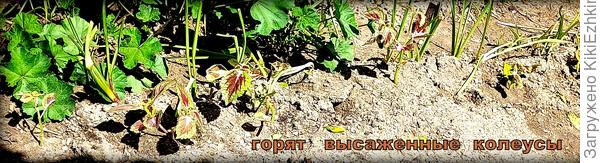 Наше  солнышко  старательно выжигает всё живое, но мы  с этим боремся- каждый день поливаем посадки в надежде,  что   ростки  адаптируются...