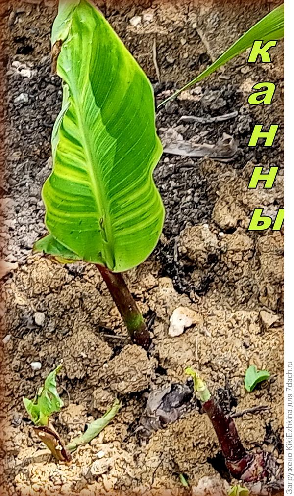 Расцветка  листа уже радует!