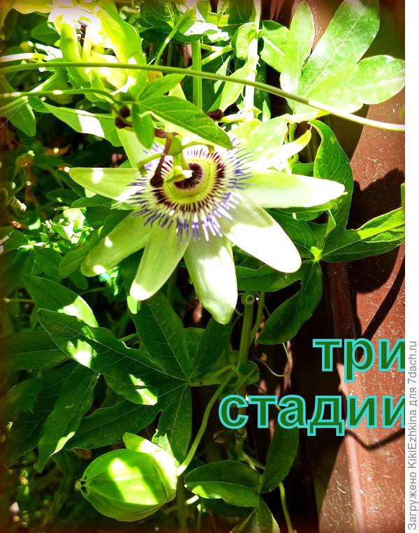 В этом сезоне  мне  удалось отследить и цветение и  бутоны, и закрытие  после  цветения...