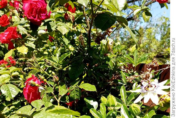 Пассифлора  на третий год  цветёт многочисленными отдельными цветками...