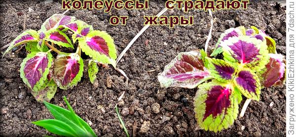 Два года назад высаживала в апреле - страдали от ночных холодов, в этом году  саженцы  Колеусов -  страдают от дневной жары!