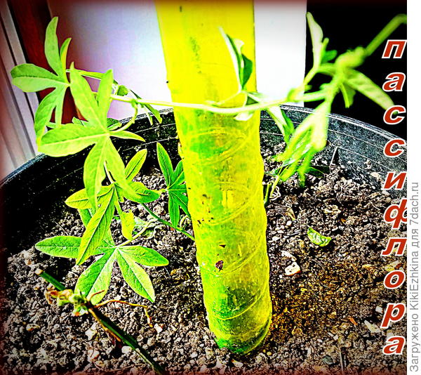 Первый  черенок, который дал жизнь моему большому подзаборному кусту...