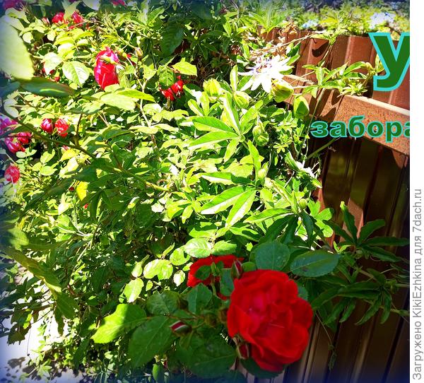 Общежитие &quot;У забора&quot;  - тут и  Плетистая  роза,  и Пассифлора, и  в ногах ещё  и Плющ обыкновенный!