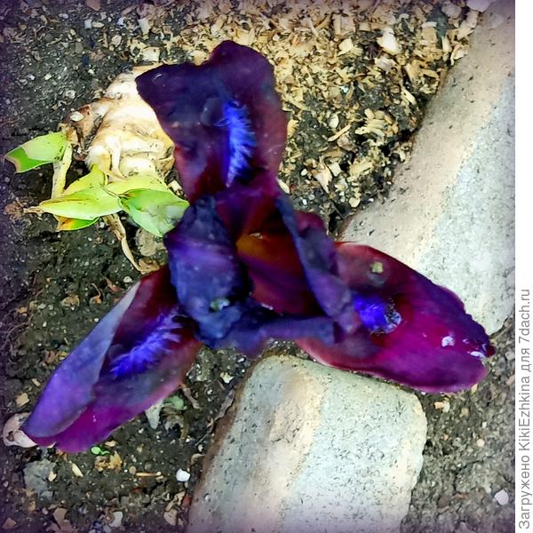 Вот  каким  было первое  цветение Карликового Ириса...