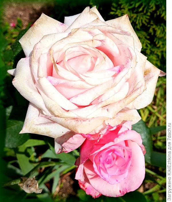 А вот эта  &quot;неженка&quot;  уже  вошла в силу на третий год цветения, но постоянно страдает от ветров, а недавно ещё и под град попала... На светлых  лепестках  &quot;побиение&quot; очень заметно!