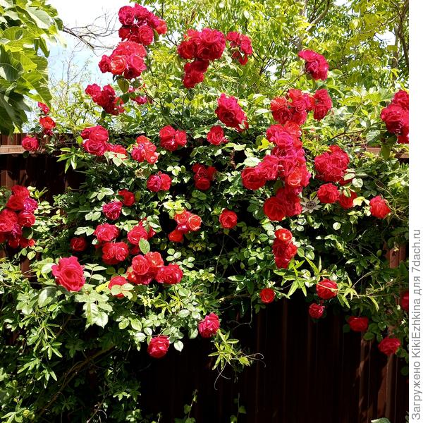 Законная  хозяйка  у солнечного забора северной  стороны...