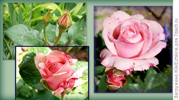 А как красиво всё начиналось, несмотря на штормовые ветры! Розам у меня не особенно везёт, вот эта самая стойкая...