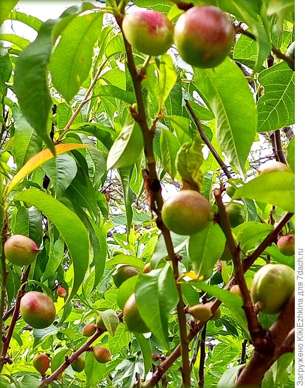 Ветки оголились,т.к. я сняла всю курчавую листву перед опрыскиванием  Персика...