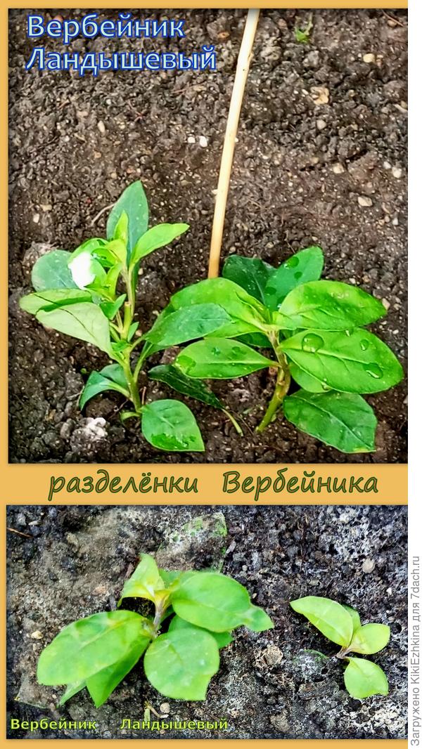 Высадила в разных местах- может где-то ему всё-таки понравится в моём саду?