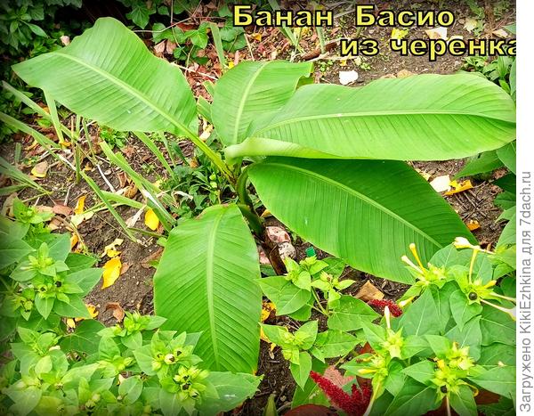 Неизвестно где зять раздобыл черенок Банана, прикопал в подготовленную  для Хосты  ямку .  Первый год черенок &quot;скучал&quot; - повисал,  потом  перезимовал  и   благополучно  пустился в рост по весне. На сегодня ему уже  4 год со  времени  посадки...