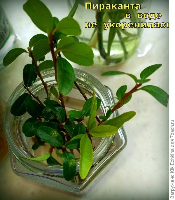 Много было  черенков от Пираканты красной с уличных кустов- и ни один не укоренился!  Вероятно надо было  укоренять в почве под колпаком...