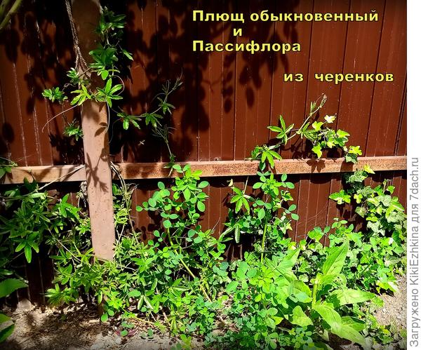 А  поначалу  старательно его везде вдоль забора  поливала, теперь его уже не остановить!