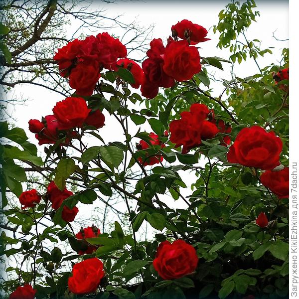 А  вот  красная  Плетистая  роза   при этих двух обработках  пока  вроде бы в норме, хотя  перед первой  обработкой именно на ней  были чёрные пятна!  - Удалила и опрыскала...  Сейчас  вся в цвету - в двух сторонах сада...