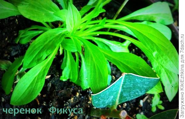 таким  способом   получила уже  два растения  в  горшках...